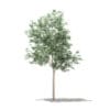 Olive Tree 3D Model 1.8m (10532) - Image 3