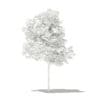 Olive Tree 3D Model 1.8m (10532) - Image 4