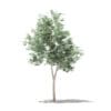 Olive Tree 3D Model 1.8m (10532) - Image 5