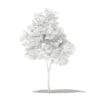 Olive Tree 3D Model 1.8m (10532) - Image 6