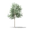 Olive Tree 3D Model 1.8m (10532) - Image 7