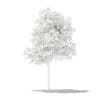 Olive Tree 3D Model 1.8m (10532) - Image 8