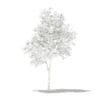 Olive Tree with Fruits 3D Model 1.8m (10531) - Image 2