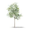 Olive Tree with Fruits 3D Model 1.8m (10531) - Image 3