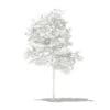 Olive Tree with Fruits 3D Model 1.8m (10531) - Image 4