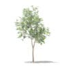 Olive Tree with Fruits 3D Model 1.8m (10531) - Image 5
