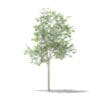 Olive Tree with Fruits 3D Model 1.8m (10531) - Image 7