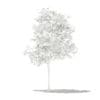 Olive Tree with Fruits 3D Model 1.8m (10531) - Image 8