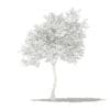 Olive Tree 3D Model 3m (10533) - Image 2
