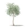 Olive Tree 3D Model 3m (10533) - Image 3