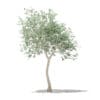 Olive Tree 3D Model 3m (10533) - Image 5