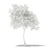 Olive Tree 3D Model 3m (10533) - Image 6