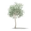 Olive Tree 3D Model 3m (10533) - Image 7