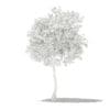 Olive Tree 3D Model 3m (10533) - Image 8