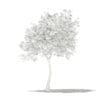 Olive Tree with Fruits 3D Model 3m (10534) - Image 2