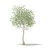 Olive Tree with Fruits 3D Model 3m (10534) - Image 3
