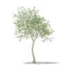 Olive Tree with Fruits 3D Model 3m (10534) - Image 5