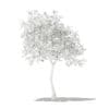 Olive Tree with Fruits 3D Model 3m (10534) - Image 6