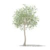 Olive Tree with Fruits 3D Model 3m (10534) - Image 7