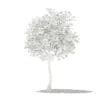 Olive Tree with Fruits 3D Model 3m (10534) - Image 8