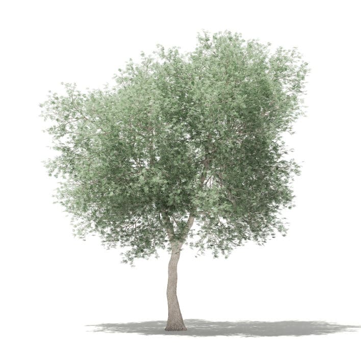 Olive Tree 3D Model 6m (10535)