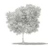 Olive Tree 3D Model 6m (10535) - Image 2