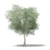 Olive Tree 3D Model 6m (10535) - Image 3