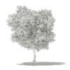 Olive Tree 3D Model 6m (10535) - Image 4