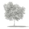 Olive Tree 3D Model 6m (10535) - Image 6