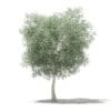 Olive Tree 3D Model 6m (10535) - Image 7