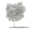 Olive Tree 3D Model 6m (10535) - Image 8