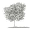 Olive Tree with Fruits 3D Model 6m (10536) - Image 2
