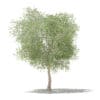 Olive Tree with Fruits 3D Model 6m (10536) - Image 3