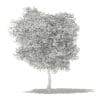 Olive Tree with Fruits 3D Model 6m (10536) - Image 4