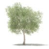Olive Tree with Fruits 3D Model 6m (10536) - Image 5