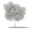 Olive Tree with Fruits 3D Model 6m (10536) - Image 6
