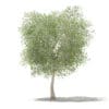 Olive Tree with Fruits 3D Model 6m (10536) - Image 7