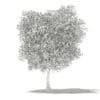 Olive Tree with Fruits 3D Model 6m (10536) - Image 8
