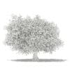 Olive Tree with Fruits 3D Model 4.6m (10538) - Image 2