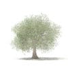 Olive Tree with Fruits 3D Model 4.6m (10538) - Image 3
