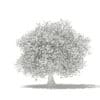 Olive Tree with Fruits 3D Model 4.6m (10538) - Image 4