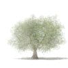 Olive Tree with Fruits 3D Model 4.6m (10538) - Image 5