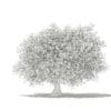 Olive Tree with Fruits 3D Model 4.6m (10538) - Image 6