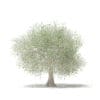 Olive Tree with Fruits 3D Model 4.6m (10538) - Image 7