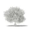 Olive Tree with Fruits 3D Model 4.6m (10538) - Image 8