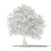 Olive Tree 3D Model 3.9m (10539) - Image 2