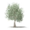 Olive Tree 3D Model 3.9m (10539) - Image 3