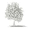 Olive Tree 3D Model 3.9m (10539) - Image 4