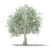 Olive Tree 3D Model 3.9m (10539) - Image 5