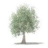 Olive Tree 3D Model 3.9m (10539) - Image 7